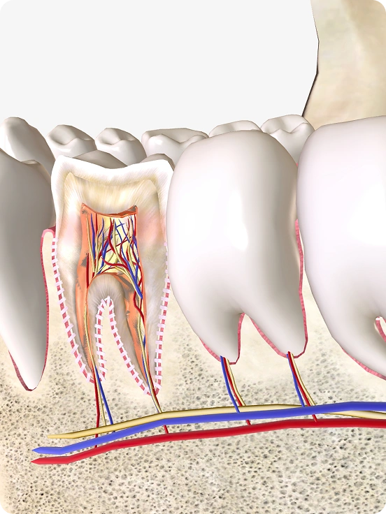 Medical illustration of human teeth showing a cross-section of a molar with visible pulp, nerves, and blood vessels, alongside surrounding teeth, gum tissue, and jawbone structure