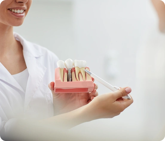 The dentist is showing a dental model