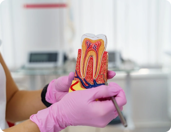 Dentist wearing pink gloves holding a tooth model showing internal anatomy, including enamel, dentin, pulp, nerves, and blood vessels.