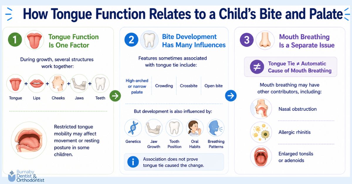  Infographic explaining how tongue function relates to a child’s bite and palate, including oral structures involved in development, factors influencing bite development, and causes of mouth breathing separate from tongue tie.